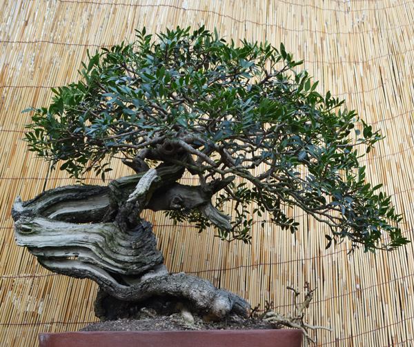 claudio tampucci bonsai toscana